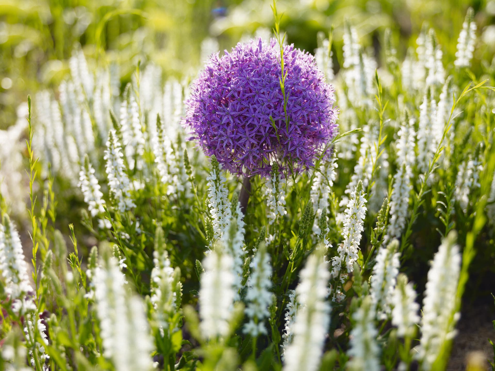 Výstava kvetín Tulln - Rakúsko, Rakúsko - foto 3
