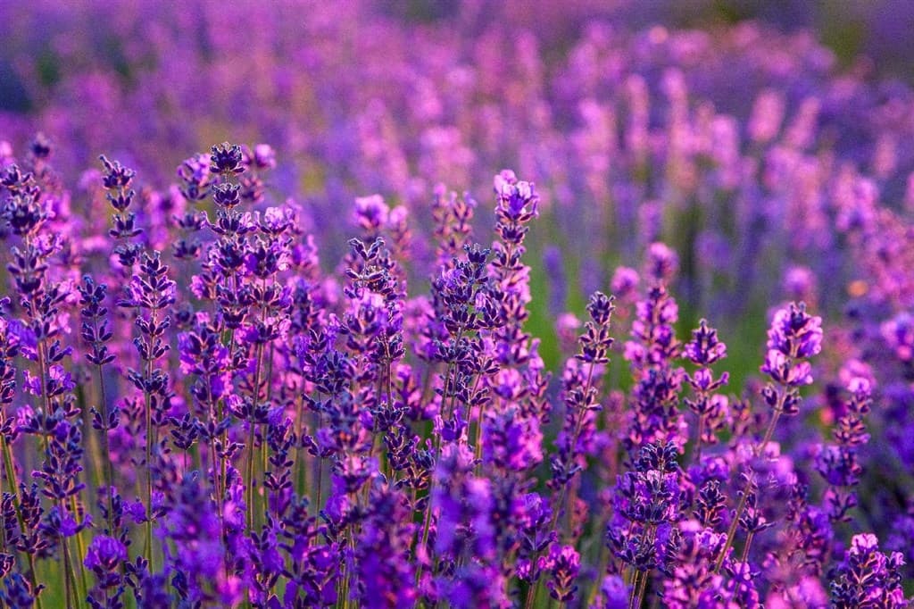 Levanduľové dni - Maďarsko, Maďarsko