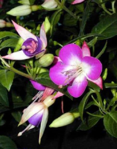 Festival cesnaku v Buchloviciach - Česká republika, Česká republika - foto 5